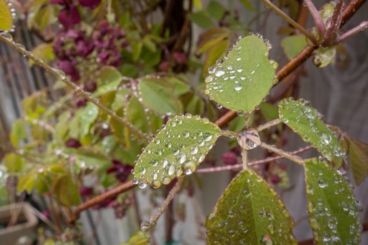 The foliage and flowers of the Akebia Quinata plant, also known as the Chocolate Vine