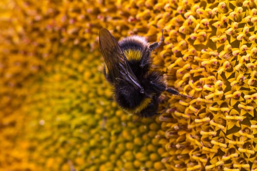 Detailed image of a bee on a sunflower plant