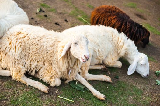 Sheep in the farm