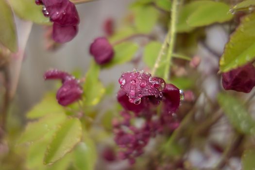 The foliage and flowers of the Akebia Quinata plant, also known as the Chocolate Vine