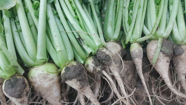 White radish roots with green leaves placed in market for sale