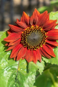 Red sunflower in full bloom