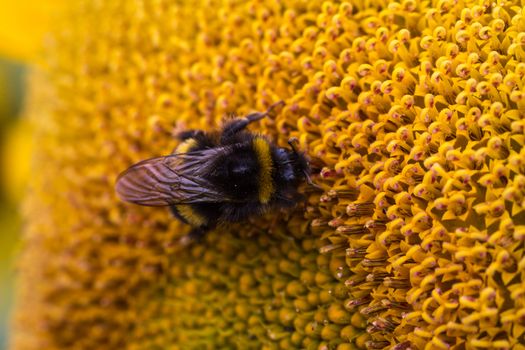 Detailed image of a bee on a sunflower plant