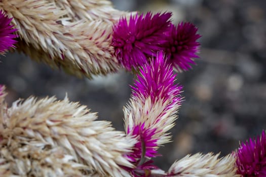 Old fading Celosia plant