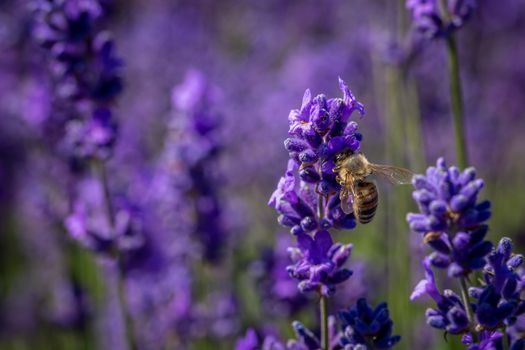 Common Carder bee on a lavender flower