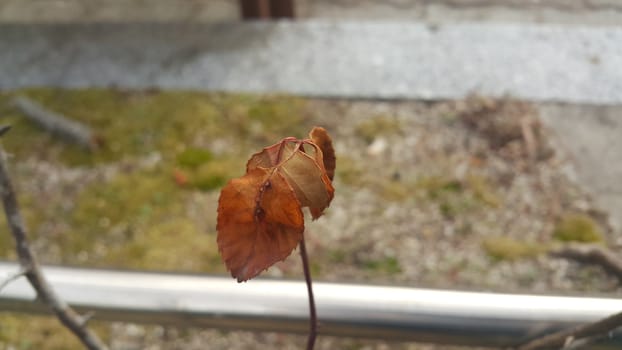 Dried brown leaf on a plant branch during autumn season.  Leaves background for text and messages