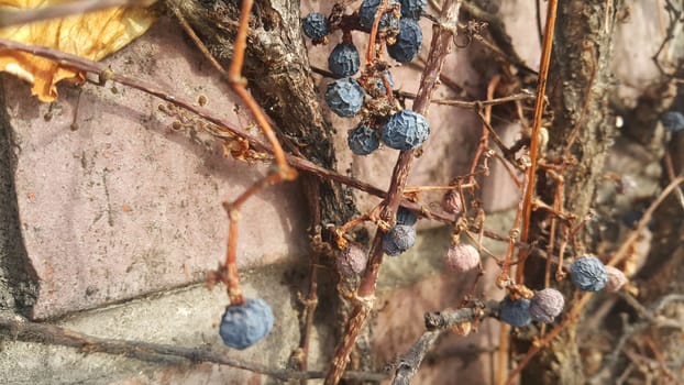 Closeup view of Black mountain ash berries: A selective focus view.