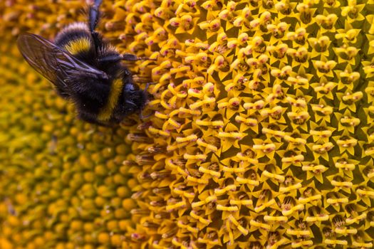 Detailed image of a bee on a sunflower plant