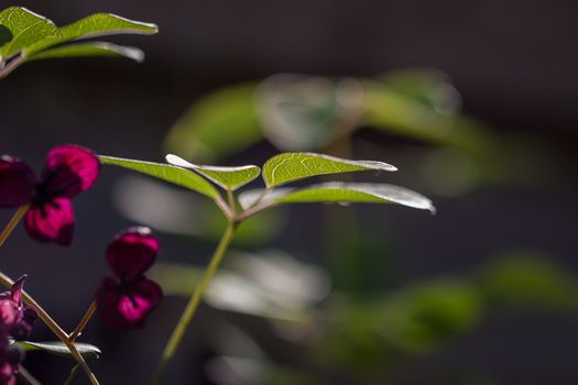 The foliage and flowers of the Akebia Quinata plant, also known as the Chocolate Vine