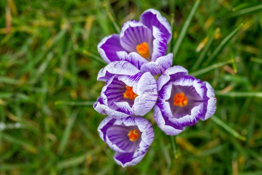 Blooming Striped Pickwick Crocus flowers