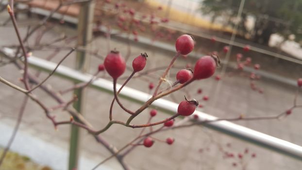 Close up view of dog rose bushes with red berries hanging from plant branches during winter season.