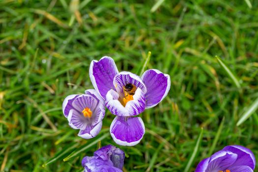 Blooming Striped Pickwick Crocus flowers