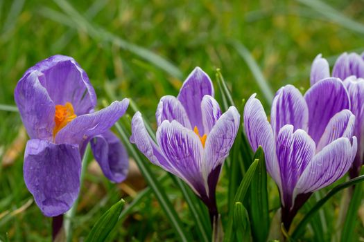 Blooming Striped Pickwick Crocus flowers