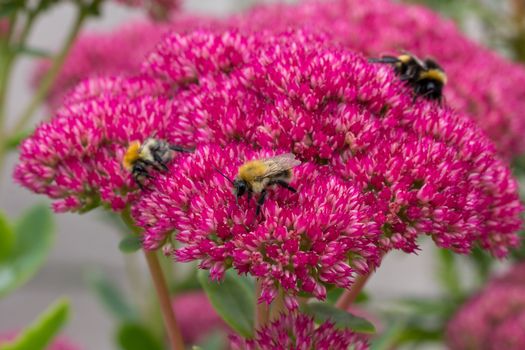 Bees pollinating a flowering sedum plant at the Lappa Valley Steam Railway attraction in Cornwall