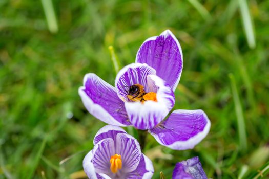 Blooming Striped Pickwick Crocus flowers