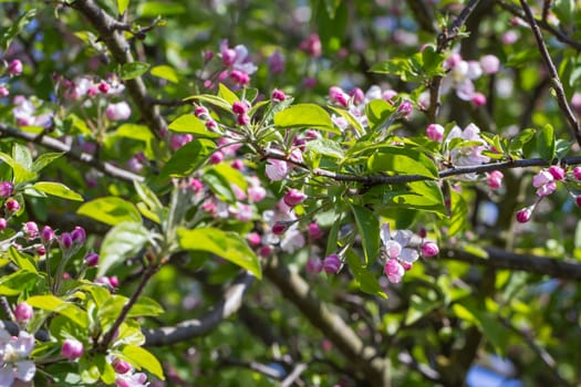 Pink and White Apple Blossom