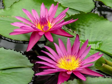 Pink and yellow waterlily flowers (Nymphaea) amongst green lily pads at Kew Gardens