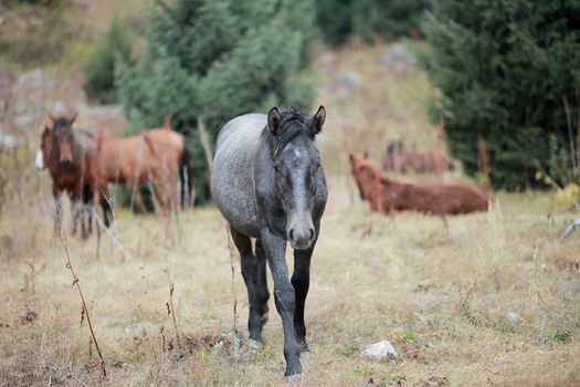 A brown horse standing on top of a dirt field. Cheerful gray horse on a lawn in the mountains. High quality photo