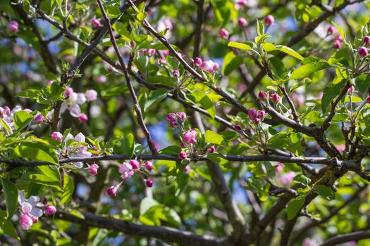 Pink and White Apple Blossom