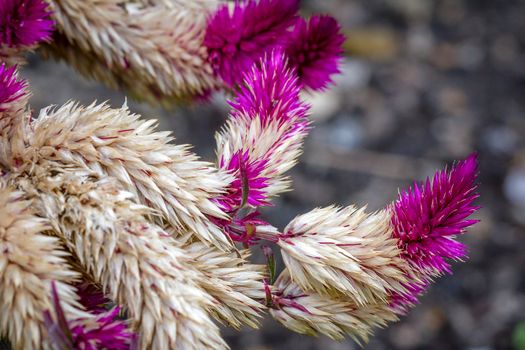 Old fading Celosia plant