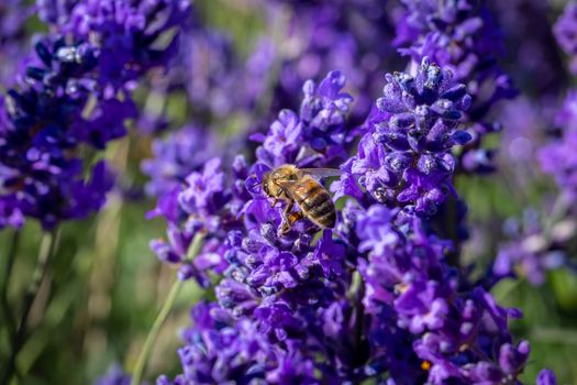 Common Carder bee on a lavender flower