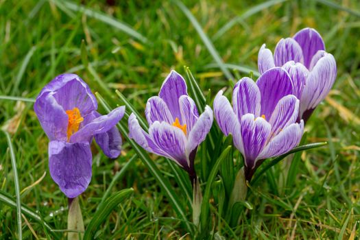 Blooming Striped Pickwick Crocus flowers