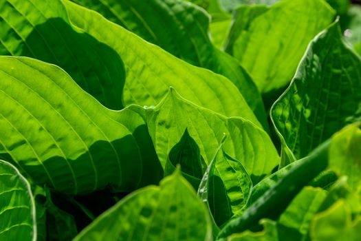 Vibrant, fresh green leaves backlit by sunlight