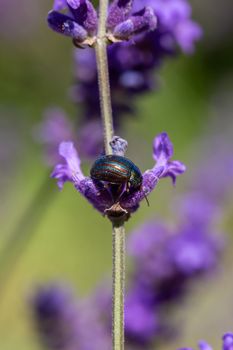 Rosemary Beetle feeding on a lavender plant