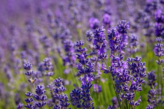 Field of lavender flowers (lavandula angustifolia)