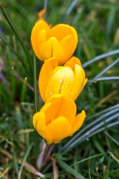 Blooming Spring Crocus flowers