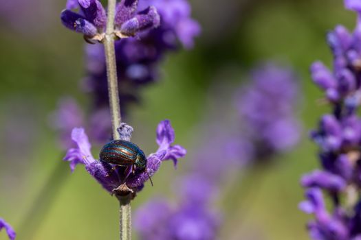 Rosemary Beetle feeding on a lavender plant