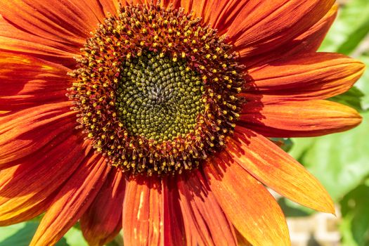 Red sunflower in full bloom