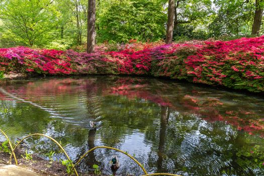 Flowering azaleas at the Still Pond, Isabella Plantation, Richmond Park, Surrey, England