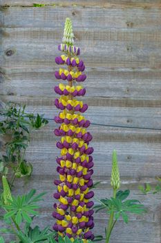 Purple and yellow Lupin Manhattan Lights flowers on display in a residential garden