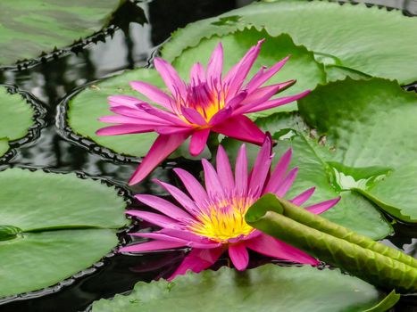 Pink and yellow waterlily flowers (Nymphaea) amongst green lily pads at Kew Gardens
