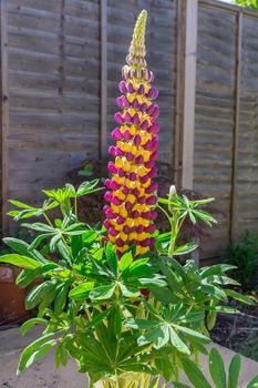 Purple and yellow Lupin Manhattan Lights flowers on display in a residential garden