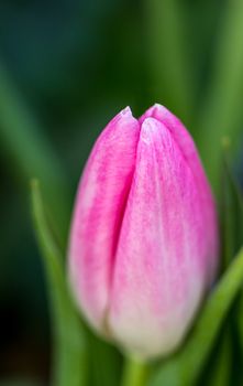 Close up of a pink tulip