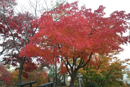 Colorful leaves on trees in park. Red, yellow, orange and green leaves on trees