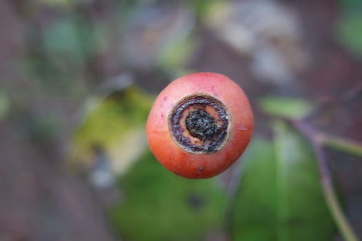 Close up of ripe red berries on branches of rose hips tree with golden leaves in autumn season