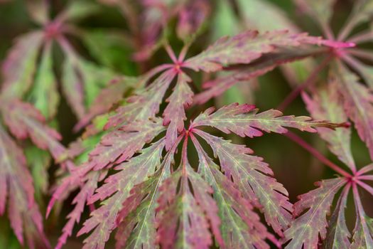 The leaves of a Japanese Maple plant