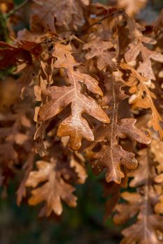 Brown autumnal oak leaves on the branch in sunshine