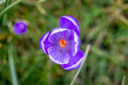 Blooming Striped Pickwick Crocus flowers