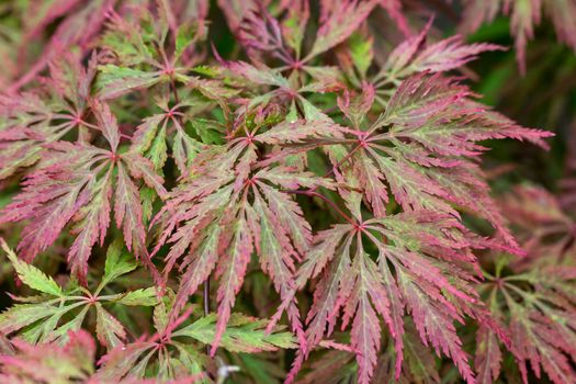 The leaves of a Japanese Maple plant