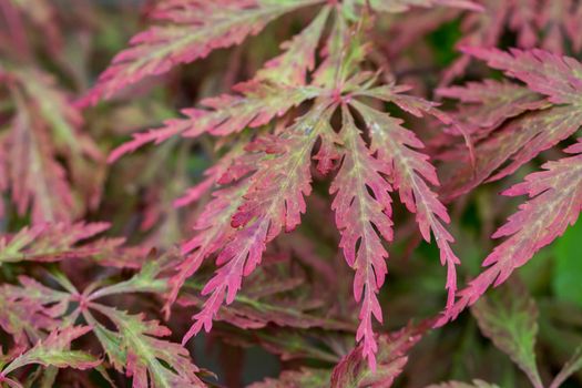 The leaves of a Japanese Maple plant