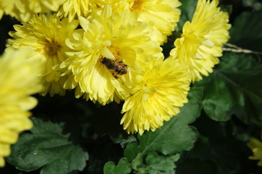 Closeup view of lovely yellow flower against a green leaves blurred background. This flower is found in South Korea.