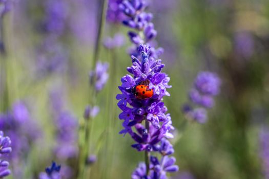 A seven spot ladybird (coccinella septempunctata) on a lavender plant