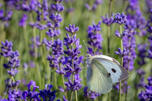 Cabbage White Buterfly (Pieris brassicae) resting on a lavender flower