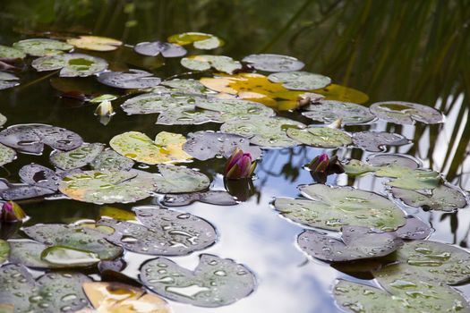 A pond with pink and white lillies