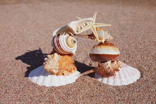 Sea shells and stars on the shore. Rest on the seashore, ocean. Travel to the islands. Air agency. Sunny weather by the sea. Kyrgyzstan, Issyk-Kul