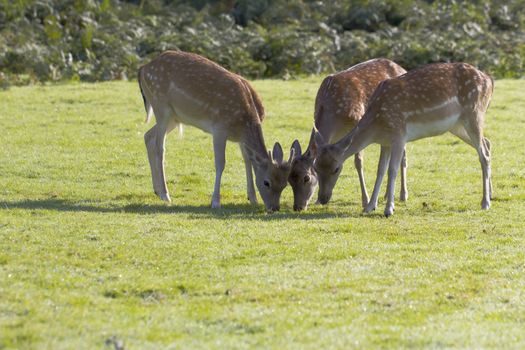 Three Fallow deer grazing on grass